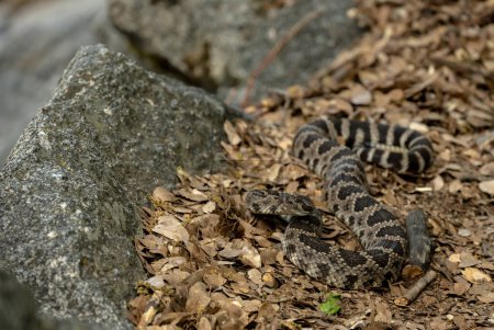 Téléchargez les photos : Rattlesnake begins to coil in leaves alongside the Grand Canyon of the Tuolumne Trail in Yosemite - en image libre de droit