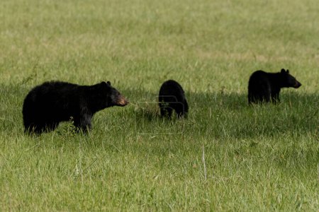 Foto de Oso negro hembra con dos años de manía en el campo de hierba en los ahumados - Imagen libre de derechos