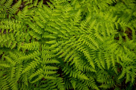 Foto de Happy Ferns Spread Across the Forest Floor in Sequoia National Park - Imagen libre de derechos