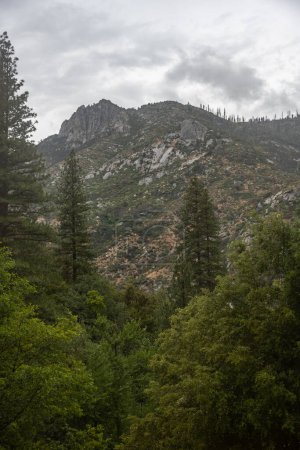 Photo for Looking Up To Rocky Cliffs and Thunder Storm From The Tree Filled Valley Below in Kings Canyon - Royalty Free Image