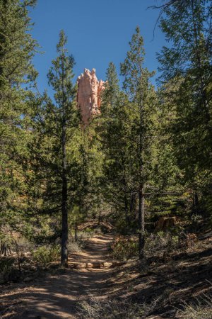 Téléchargez les photos : Hoodoo Peaks Out From Over The Trees On The Below The Rim Trail In Bryce Canyon National Park - en image libre de droit