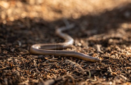 Photo for Shiny Northern Rubber Boa Snake Slithers Across Dirt Ground on Trail in Sequoia National Park - Royalty Free Image