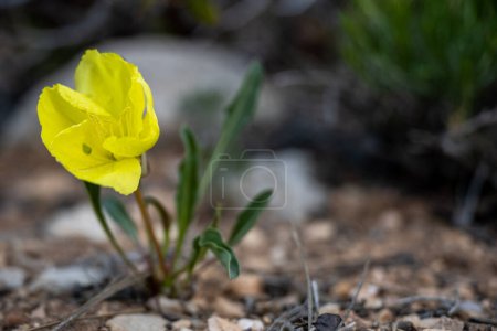 Téléchargez les photos : Small Yellow Primrose Blooming Along A Trail In Bryce Canyon - en image libre de droit