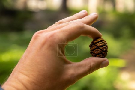 Photo for Close Up of Hand Holding Sequoia Pine Cone in Kings Canyon National Park - Royalty Free Image