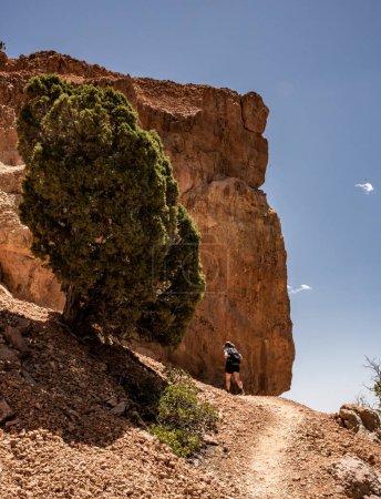 Téléchargez les photos : Orange Boulder se profile sur le sentier alors qu'il se courbe autour du coin sous le bord du canyon Bryce - en image libre de droit
