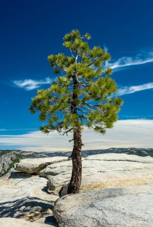 Photo for Single Pine Grows From The Rocks Along The Pohono Trail in Yosemite - Royalty Free Image