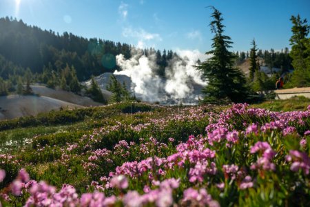 Foto de Steam Rising Behind Blanket of Bright Pink Flowers in Lassen Volcanic National Park - Imagen libre de derechos