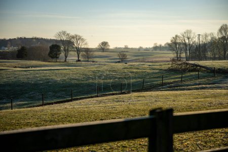 Téléchargez les photos : Les vaches paissent sur les collines dans les contreforts du Kentucky - en image libre de droit