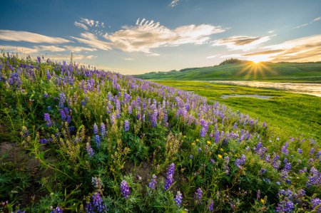 Hillside Covered with Purple Lupine Glows in the last light of afternoon during sunset in Hayden Valley