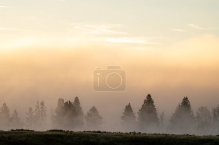 Grube mgły przez rozrzucone drzewa w dolinie Hayden w Parku Narodowym Yellowstone
