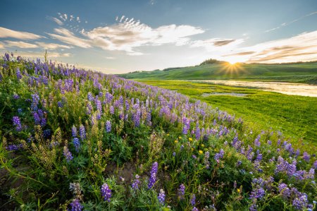 Sunburst Over Lupin Blooms Along Yellowstone River in Hayden Valley