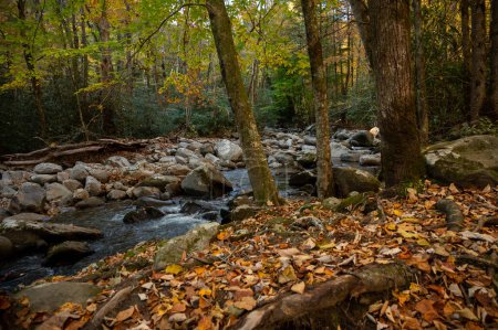 Creek Runs Alongside Trees Chanigng Color in Autumn in the Smokies