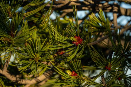 Photo for Tips of Pine Needles and Tiny Pinecones Begin To Grow In The Summer in Crater Lake - Royalty Free Image
