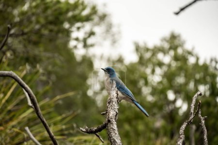 Photo for Colima Jay Sits on Branch of Tree in Big Bend - Royalty Free Image