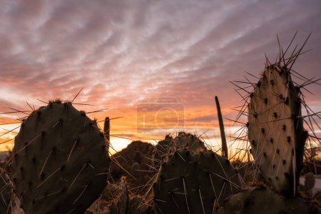 Téléchargez les photos : Aiguilles longues de cactus de poire piquante avec la lumière du coucher du soleil sur les nuages - en image libre de droit