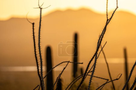 Téléchargez les photos : Ocotillo et Sagaruo se tordent vers la lumière dorée au coucher du soleil - en image libre de droit