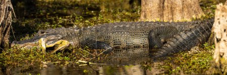 Photo for Panoramam of Alligator In Swamp in Florida Everglades - Royalty Free Image