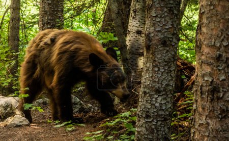 Foto de Shaggy Black Bear deambula por el bosque en el Parque Nacional Grand Teton - Imagen libre de derechos