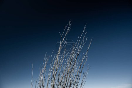 Téléchargez les photos : Ciel bleu foncé sur Ocotillo à Saguaro - en image libre de droit
