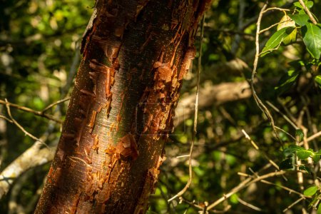 Foto de Árbol del limbo gumbo en las sombras de los Everglades en primavera - Imagen libre de derechos