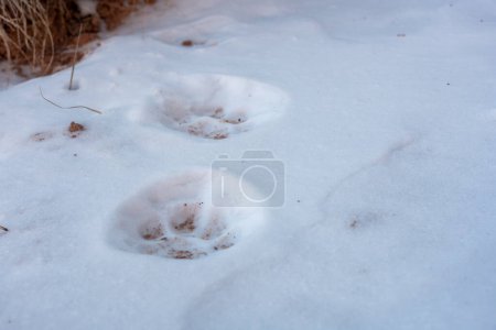 Photo for Low Angle of Mountain Lion Prints on Boucher Trail in the Grand Canyon - Royalty Free Image