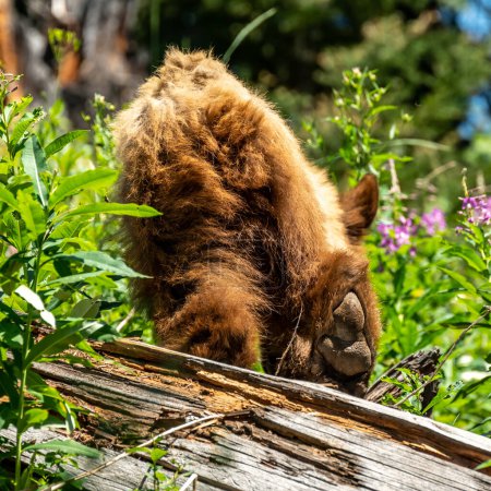 Foto de Pie de oso negro canela cruzando viejo árbol en el Parque Nacional Grand Teton - Imagen libre de derechos