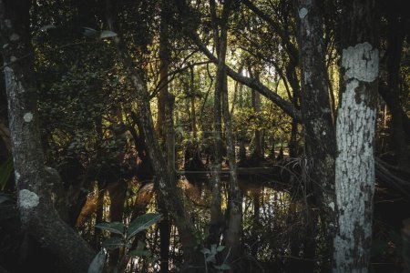 Foto de Mirando en el bosque de los Everglades gruesos en Florida - Imagen libre de derechos