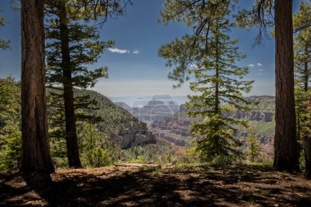 Blick auf den Grand Canyon auf dem Weg zum Widforss Point