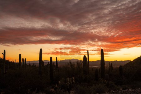 Photo for Silhouettes of Saguaro Stand Tall At The Edge Of Darkness Below Brilliant Sunset Colors along Hohokom Road - Royalty Free Image