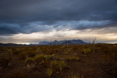 Brosse de désert clairsemée à travers le plancher de la vallée en dessous de Chisos le matin orageux