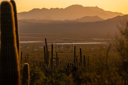 Téléchargez les photos : Vallée dans les monts Tucson au coucher du soleil dans le parc national du Saguaro - en image libre de droit