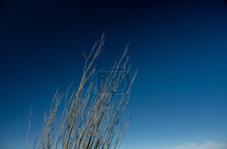 Téléchargez les photos : Branches d'Ocotillo s'appuient à droite contre un ciel bleu profond dans le parc national de Saguaro - en image libre de droit