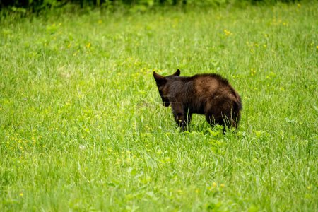 Young Black Bear Stands In Grassy Field in Great Smoky Mountains National Park