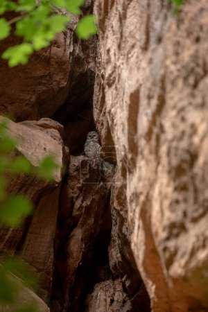 Téléchargez les photos : Chouette tachetée mexicaine étire le cou pour regarder du nid à Sion - en image libre de droit