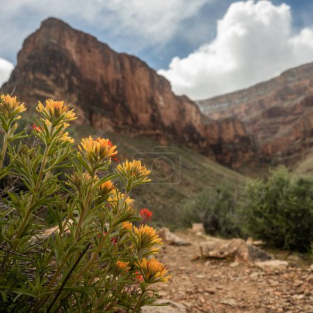 Orange And Red Paintbrush Below The Rim Of Grand Canyon along the Tonto Trail