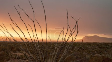 Téléchargez les photos : Ocotillo monte au ciel avec un brouillard rose brillant couvrant les montagnes au loin dans Big Bend - en image libre de droit