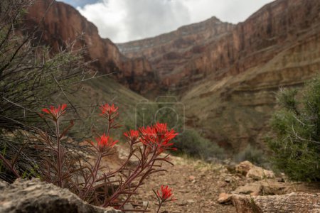 Foto de Brillante pincel rojo florece al borde del sendero en el Parque Nacional del Gran Cañón - Imagen libre de derechos