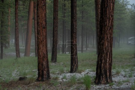 Photo for Fog Lingers After Rain Storm in New Mexico Mountains at Jemez Falls Campground - Royalty Free Image