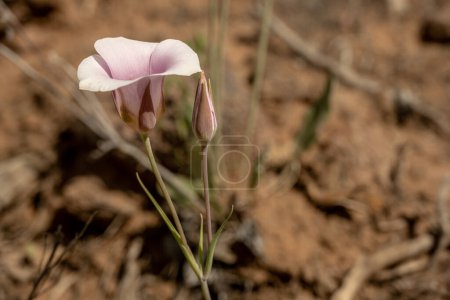 Pink Sego Lily Adds Color To Brown Desert in Zion