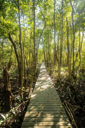 Téléchargez les photos : Planche droite Promenade à travers la forêt sur l'île de Sand Fly dans les Everglades - en image libre de droit