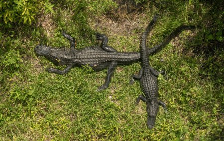 Photo for Two Sleeping Alligators Cross Tails while napping in a swamp - Royalty Free Image