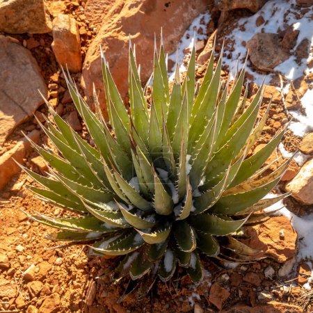 Foto de Planta de Agave del Desierto Cubierta de Nieve Fresca en el Gran Cañón - Imagen libre de derechos