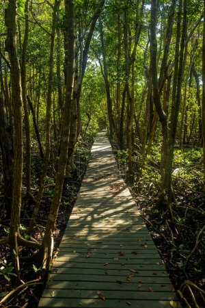 Foto de Shadows Cover Straight Board Walk en el Parque Nacional Everglades - Imagen libre de derechos