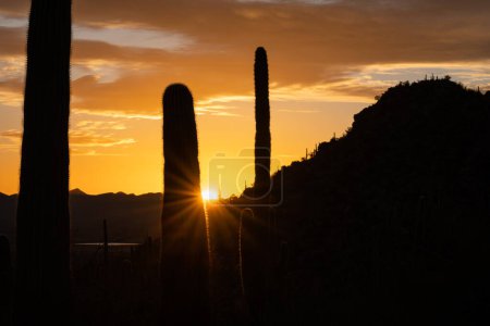 Téléchargez les photos : Coucher de soleil et cactus de Saguaro au coucher du soleil dans le désert de Sonoran - en image libre de droit