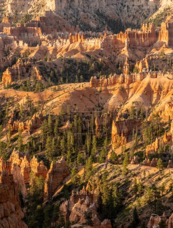 Bands Of Orange Hoodoos and Green Pine Trees Fill The Amphitheater In Bryce Canyon