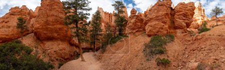 Panorama Of Pines And Hoodoos From Below In Bryce Canyon