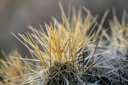 Spinnennetze verbinden die Spitzen der Kaktusnadeln im Big Bend National Park