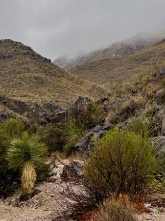 Thick Fog Hangs In The Sierra Del Caballo Muerto Mountains Along Strawhouse Trail in Big Bend
