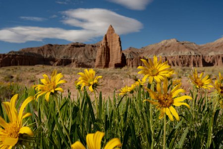 Arnica Flowers Bloom in Cathedral Valley in Capitol Reef