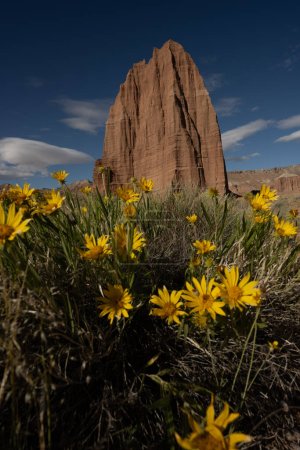Bright Yellow Sun Flowers Bloom Below Temple Of The Sun In Capitol Reef National Park